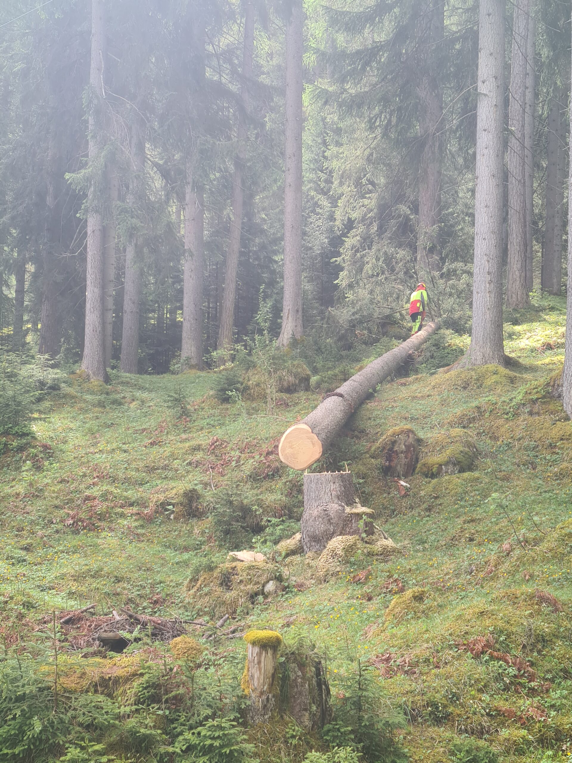 Sicherheit geht vor: Baum im Nahbereich einer Seilrutsche entfernt